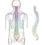 skeletal drawing of spine