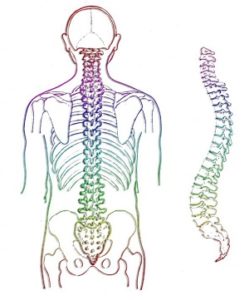 skeleton of a spine