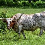 texas longhorn bull standing in open grass field