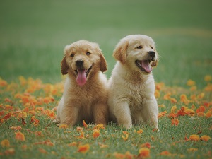 golden retriever puppies sitting in a grass field