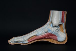 anatomical model of a foot and ankle